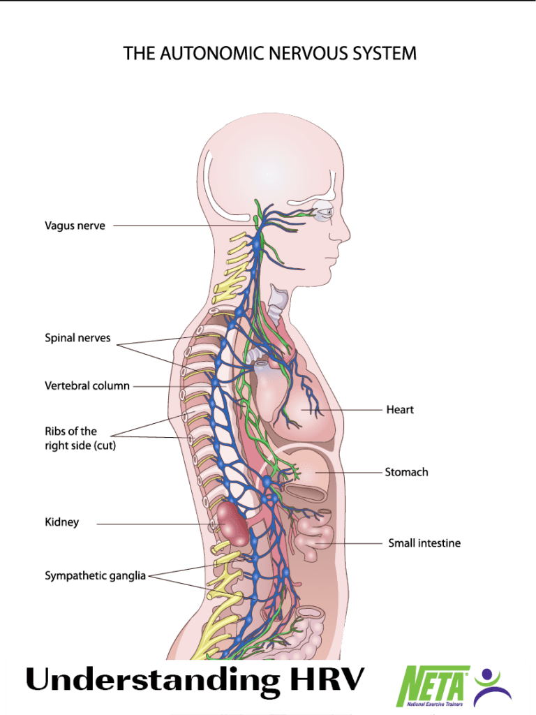 understanding-hrv-neta-national-exercise-trainers-association